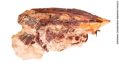 Ikan dayung dari situs fosil Tanis. 
