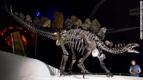 Fosil Stegosaurus yang baru ditemukan adalah yang tertua di dunia