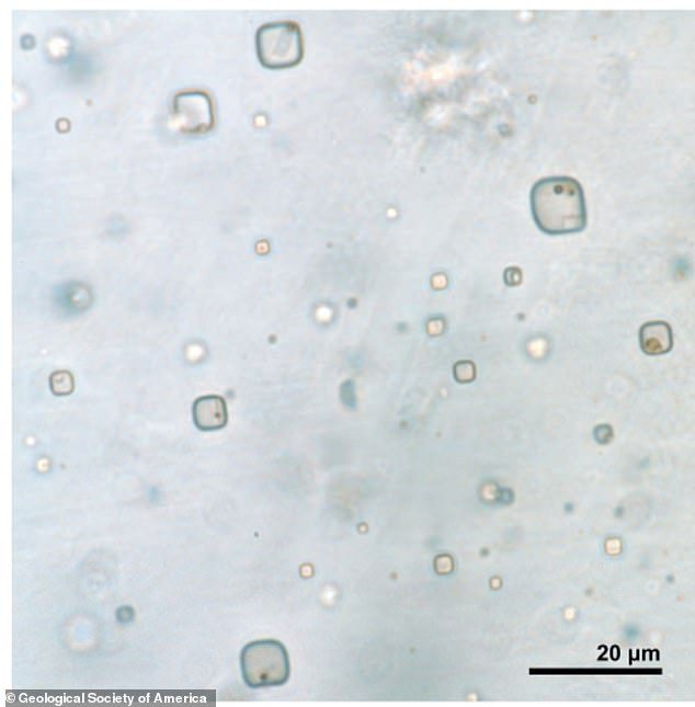 Para peneliti telah menemukan sisa-sisa kecil kehidupan prokariotik dan ganggang di dalam kristal halit dari Formasi Coklat berusia 830 juta tahun di Australia tengah.  Foto: Inklusi cair dalam halit dengan mikroorganisme