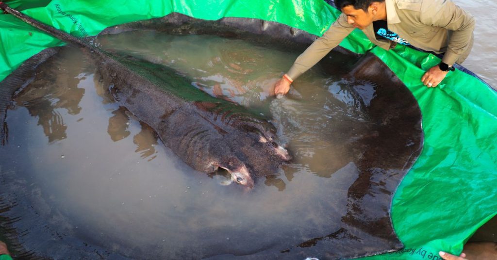 Penduduk desa Mekong menangkap ikan air tawar terberat yang pernah ada