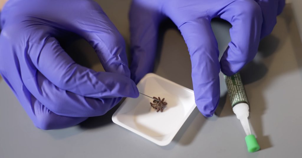 Ilmuwan membangkitkan laba-laba mati sebagai robot cakar