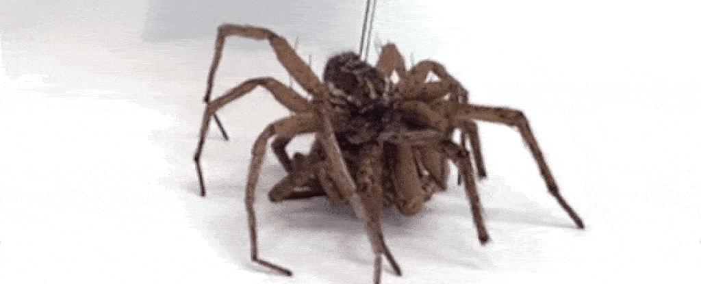 Ilmuwan mengubah laba-laba mati menjadi "robot kematian" dan kami takut