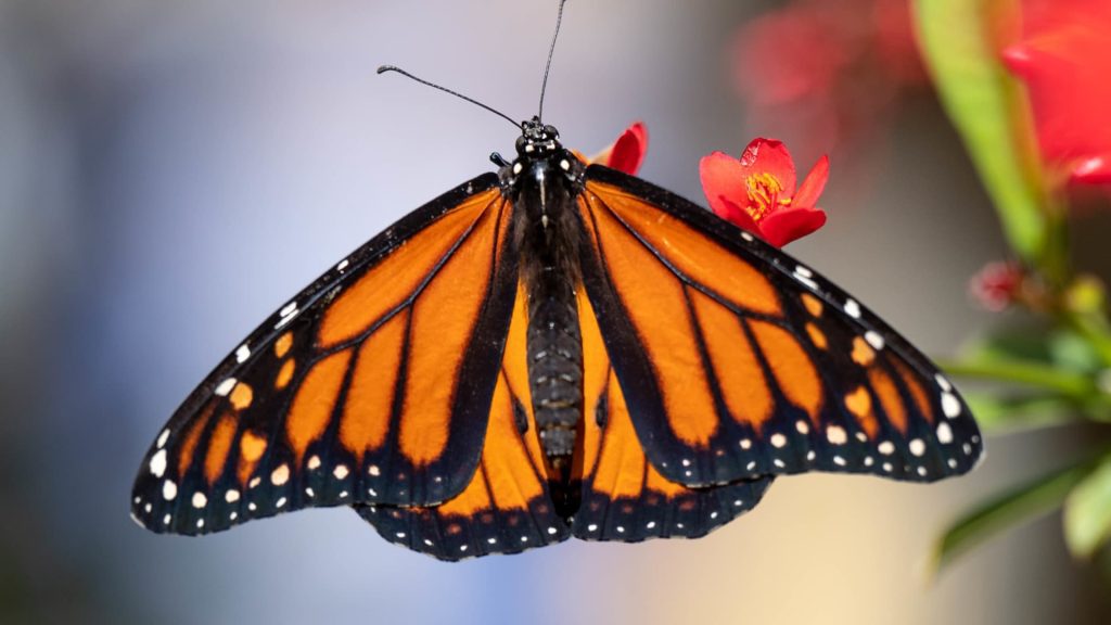 Kupu-kupu raja telah ditambahkan ke Daftar Merah Spesies Terancam Punah dari Persatuan Internasional untuk Konservasi Alam