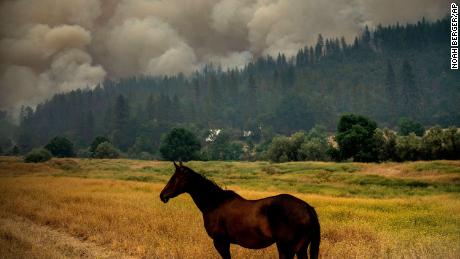 Seekor kuda merumput di padang rumput tempat kebakaran McKinney terjadi di Hutan Nasional Klamath California pada hari Sabtu.