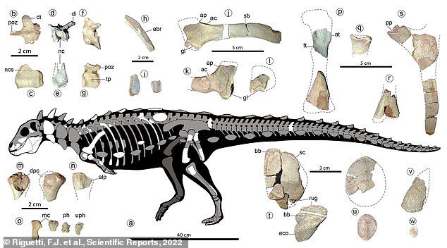 Ia bergabung dengan Stegosaurus, Ankylosaurus, dan dinosaurus berbaju baja lainnya dalam kelompok yang disebut Thyreophora.