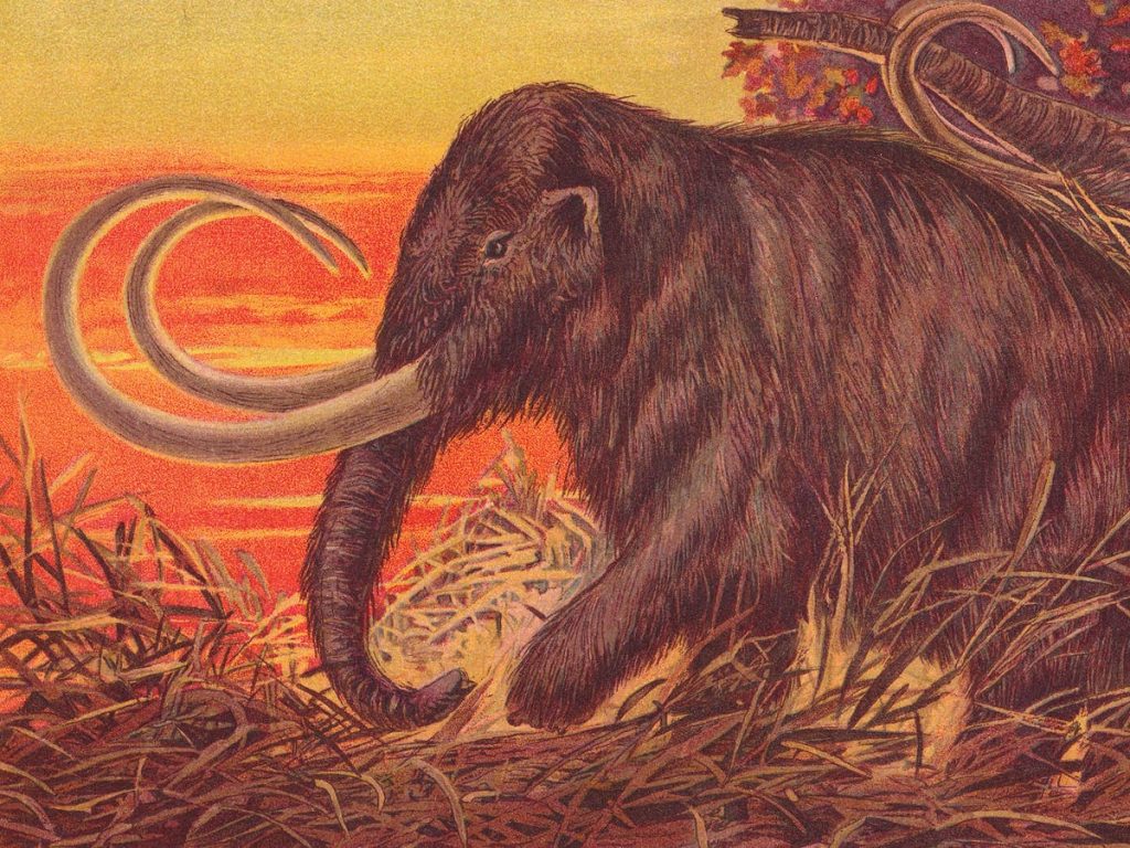 Mammoth berbulu kembali.  Haruskah kita memakannya?