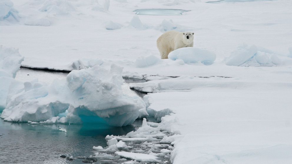 Seorang wanita terluka oleh beruang kutub di pulau Svalbard Norwegia