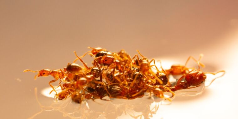Studi menyimpulkan bahwa rakit semut api terbentuk karena efek Cheerios