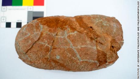 Gambar tersebut adalah fosil telur milik Macroolithus yaotunensis, yang diperiksa sebagai bagian dari penelitian. 