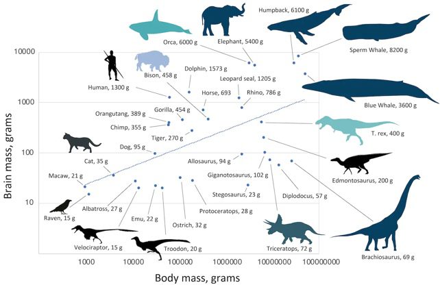 Diagram ukuran otak versus massa tubuh untuk dinosaurus, mamalia, dan burung