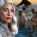 The Dognappers menuduh Lady Gaga melakukan percobaan pembunuhan dan perampokan
